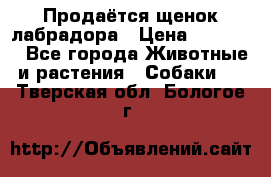 Продаётся щенок лабрадора › Цена ­ 30 000 - Все города Животные и растения » Собаки   . Тверская обл.,Бологое г.